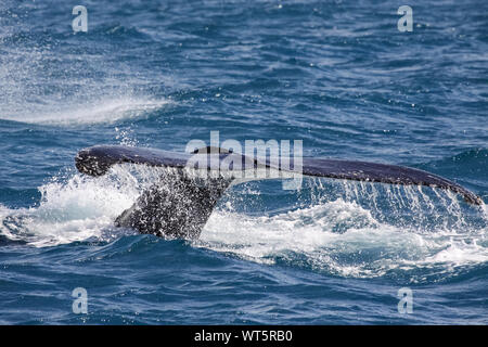 Humpback Whale fluking, Hervey Bay Queensland Foto Stock