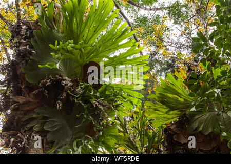 Elkhorn o staghorn fern nella foresta tropicale, l'Isola di Fraser, Queensland Foto Stock