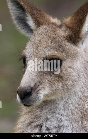 Ritratto di un Orientale canguro grigio, Girraween National Park, Queensland, Australia Foto Stock