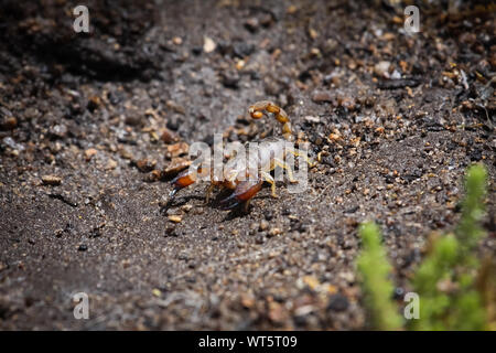 Close up di Black Rock scorpion, Queensland Australia Foto Stock