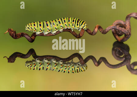 La coda di rondine riflessione caterpillar (Papilio machaon) Foto Stock