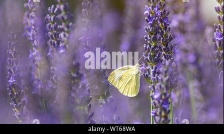 Il cavolo bianco in la lavanda in fiore Foto Stock