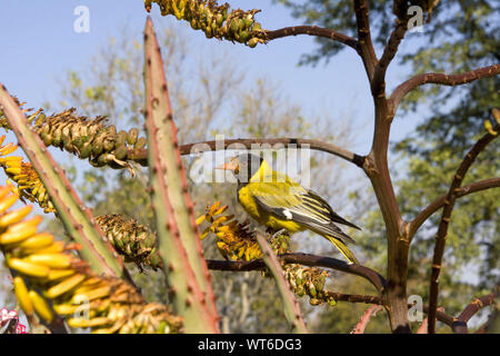 Un maschio a testa nera Rigogolo forse tra di colore giallo brillante Aloe fiorisce in Sud Africa Foto Stock