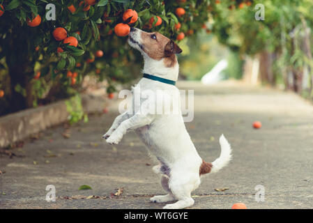 Cane amanti di mandarini cercando di rubare bassa frutti pendenti dal ramo di albero Foto Stock