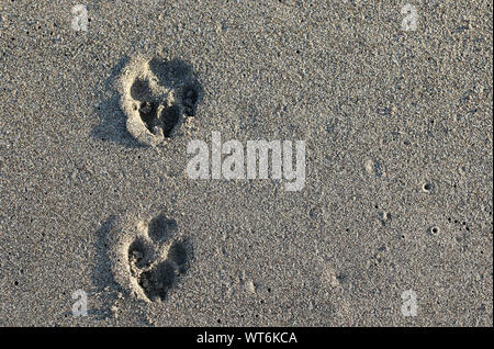 Tracce del cane paw sulla sabbia. Vista superiore Foto Stock