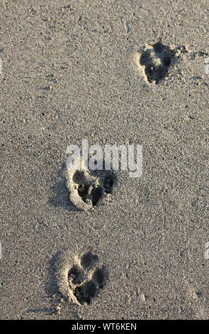 Tracce del cane paw sulla sabbia. Vista superiore Foto Stock