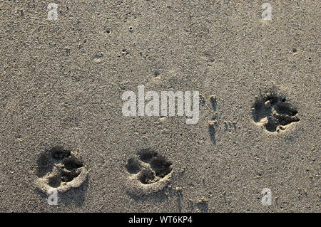 Tracce del cane paw sulla sabbia. Vista superiore Foto Stock