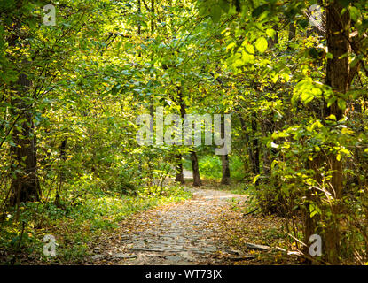 Il percorso, disseminata di foglie di autunno nel Parco Foto Stock