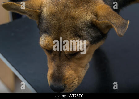 Cane con reazione anafilattica dopo la vitamina K INIEZIONE Foto Stock