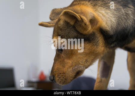 Cane con reazione anafilattica dopo la vitamina K INIEZIONE Foto Stock