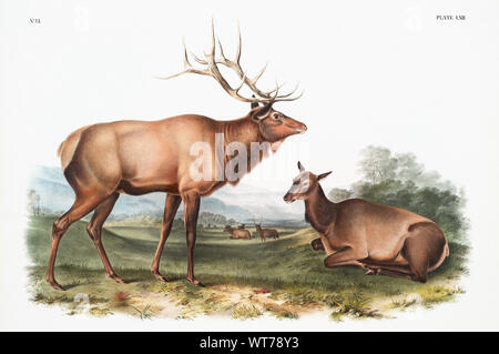 John Woodhouse Audubon (1812-1862) - American Elk (Cervus canadensis) dall'vivipara quadrupedi del Nord America (1845) Foto Stock