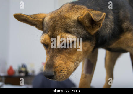Cane con reazione anafilattica dopo la vitamina K INIEZIONE Foto Stock