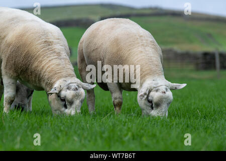 Texel yearling rams pascolare nel prato, North Yorkshire, Regno Unito. Foto Stock