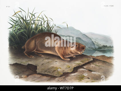 John Woodhouse Audubon (1812-1862) - Sewellel (Aplodontia Leporina) dall'vivipara quadrupedi del Nord America (1845) Foto Stock