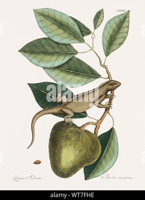 Guana Lacertus Indicus - dalla storia naturale di Carolina Florida e il Bahama isole 1754 da Mark Catesby (1683-1749) Foto Stock