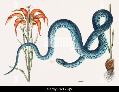 Wampum Snake Anguis - dalla storia naturale di Carolina Florida e il Bahama isole 1754 da Mark Catesby (1683-1749) Foto Stock