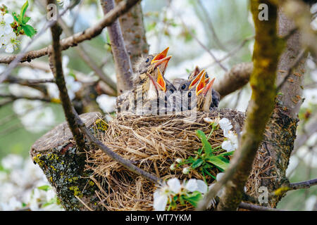 Gruppo di affamati uccelli baby sitting nel loro nido su albero di fioritura di bocche spalancate in attesa per l'alimentazione. Gli uccelli giovani grido. Foto Stock