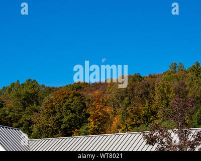 Caduta delle Foglie contro il cielo blu con mezza luna Foto Stock