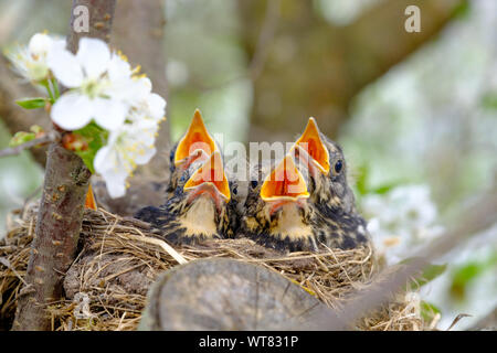 Gruppo di bambino uccello con la bocca spalancata in attesa per l'alimentazione. Accoccolato uccello con becco arancione su un ramo di albero in fiore albero vicino. Foto Stock