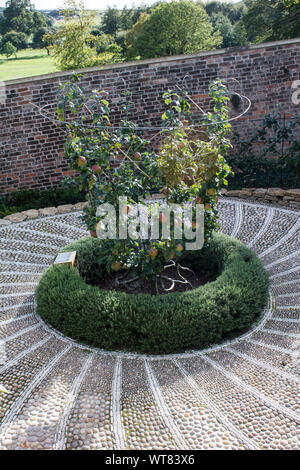 Una formazione circolare spalliera apple cuscinetto albero di frutta in estate, nel mezzo di un mosaico di ciottoli Foto Stock