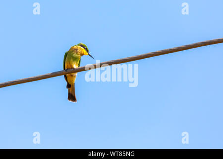 Colore ritratto della fauna selvatica di Little gruccione bird (Merops pusillus) appollaiato sulla linea di alimentazione presa dal basso in Nanyuki, Kenya. Foto Stock