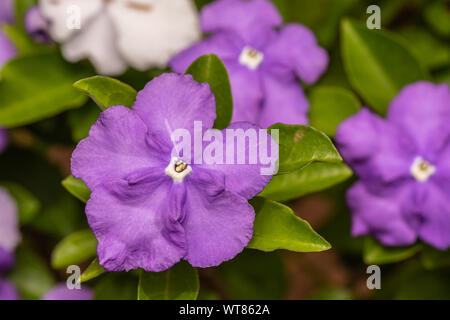 Colore fotografia di close-up di più African Violet fiori con una sola messa a fuoco in primo piano. Foto Stock