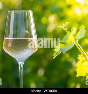 Bicchiere di vino bianco secco sulla tavola in vigna Foto Stock