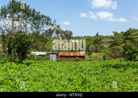 Paesaggio di colore fotografia di sparse abitazioni di fortuna tra la lussureggiante vegetazione e colture, prese nel villaggio Kangaita, Meru County, in Kenya. Foto Stock