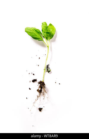 Piantina di basilico con massa isolata su bianco. Concetto di giardinaggio Foto Stock