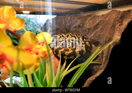 Jungle carpet python snake in buone dotate terrarium. Morelia spilota non specie velenosa di snake gode il calore della sua terrario in vetro. Foto Stock