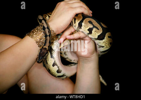 Mani femminili con Royal Python snake. La donna mantiene la sfera Python snake in mani con gioielli. Exotic Tropical a sangue freddo animale rettile, Python regius Foto Stock