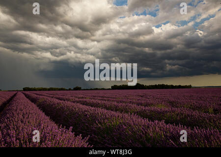 Righe di cresciuto di lavanda in Provenza Francia sotto una tempesta cielo nuvoloso. Un fulmine e raggi del sole riempiono il cielo. Gli agricoltori raccolta e cancellazione di campi. Foto Stock