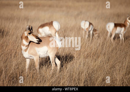 American pronghorn antelope in Sud Dakota Foto Stock