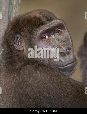 Femmina pianura occidentale gorilla closeup ritratto Foto Stock