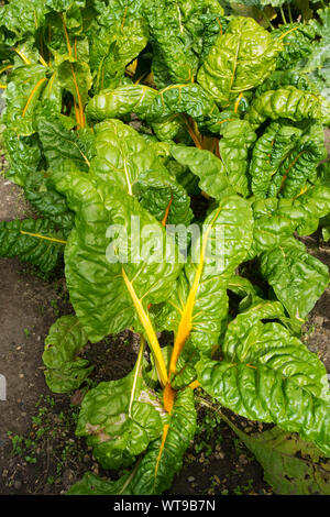 Primo piano di foglie di bietola svizzera "Sunset", note anche come barbabietole o spinaci di barbabietola che crescono in un giardino di allotment Inghilterra Regno Unito Regno Unito Gran Bretagna Foto Stock