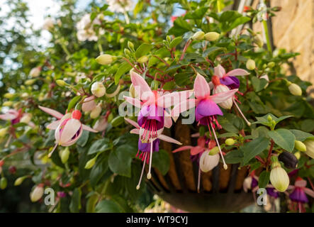 Primo piano di rosa fuchsias fucsia fiori fiore in un cesto appeso a muro in estate Inghilterra Regno Unito GB Gran Bretagna Foto Stock