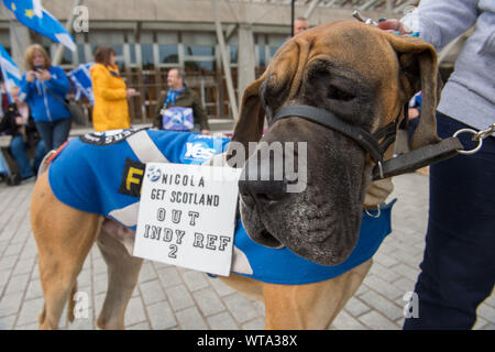 Edinburgh, Regno Unito. Il 5 settembre 2019. Nella foto: segno su un cane che recita "NICOLA OTTENERE SCOZIA FUORI INDY REF 2' Pro indipendenza protesta e sbandieratori al di fuori del Parlamento scozzese durante i Primi Ministri questioni e il pomeriggio di dibattito sessione: 'evitando una trattativa non uscire dall'UE". Colin Fisher/CDFIMAGES.COM Foto Stock