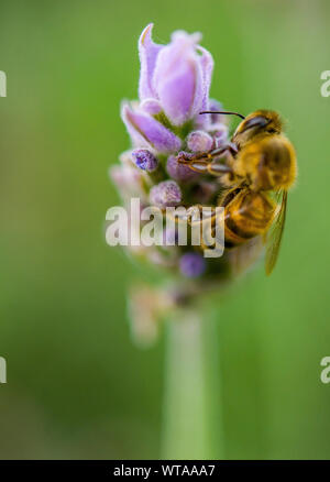 Bee atterraggio sul fiore lavanda Foto Stock