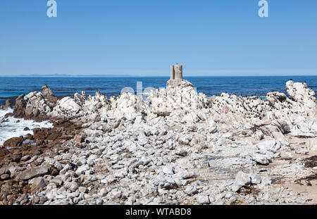 La vulnerabile pinguino africano (Spheniscus demersus) e il cormorano colonia di allevamento a Stony Point Riserva Naturale, Overberg, Western Cape, Sud Africa Foto Stock