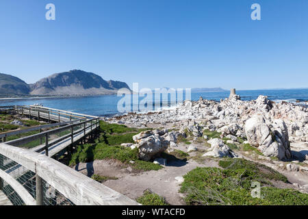 Il Boardwalk a Stony Point riserva naturale con le sue colonie di allevamento dei vulnerabili i Penguins africani (Sheniscus demersus) e cormorani, Betty's Bay, ov Foto Stock