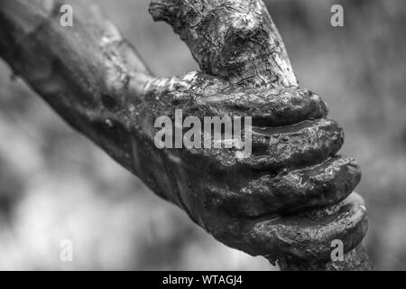 Mano fangoso di un nativo di prelevare i granchi in mangrove Foto Stock