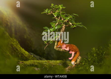 Bambino in carino fox outfit dormire in un albero di bonsai Foto Stock