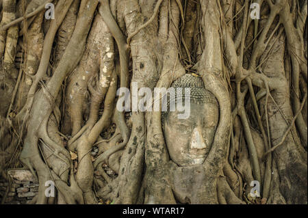 Testa di Buddha incorporati in una struttura banyan tree al Wat Mahathat Foto Stock