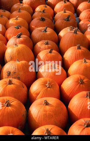 Zucche arancione in righe dello sfondo. Zucca decorativa pila al mercato d'autunno. Ringraziamento verdure. La raccolta autunnale giorno concept Foto Stock