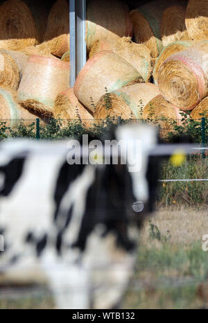 06 settembre 2019, in Sassonia, Grimma: Round le balle di paglia si trovano sotto un tetto dietro un pascolo del bestiame. La paglia è usata in inverno come un inserto per il maneggio e come alimentazione supplementare. Foto: Jan Woitas/dpa-Zentralbild/ZB Foto Stock