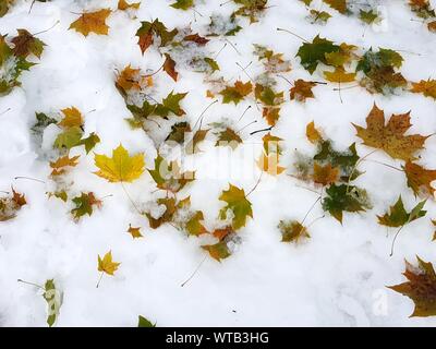 Autunno Inverno incontra un anno fa nel nord Europa Foto Stock