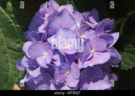 Fioritura hydrangea pianta in giardino Foto Stock
