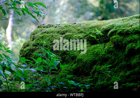 Moss crescente sul vecchio albero caduto trunk in boschiva, Norfolk, Inghilterra Foto Stock