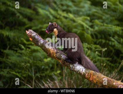 Martora (Martes martes), Morvern Scozia Scotland Foto Stock