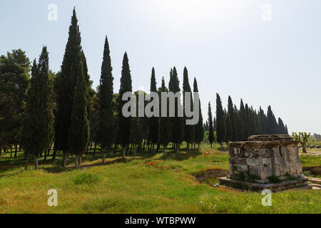 Cucciolo di fiori, erba, una tomba e cipressi nel lontano, molla a Ierapoli, Pamukkale, Denizli, Turchia Foto Stock